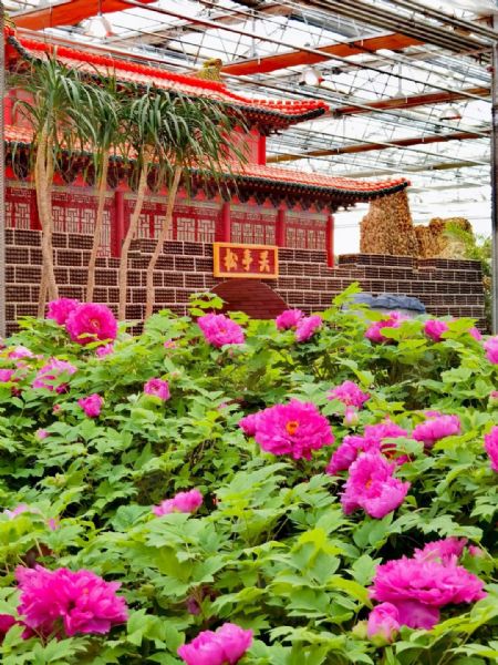 內蒙古通遼和佑首屆農業嘉年華