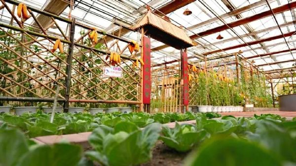 內蒙古通遼和佑首屆農業嘉年華